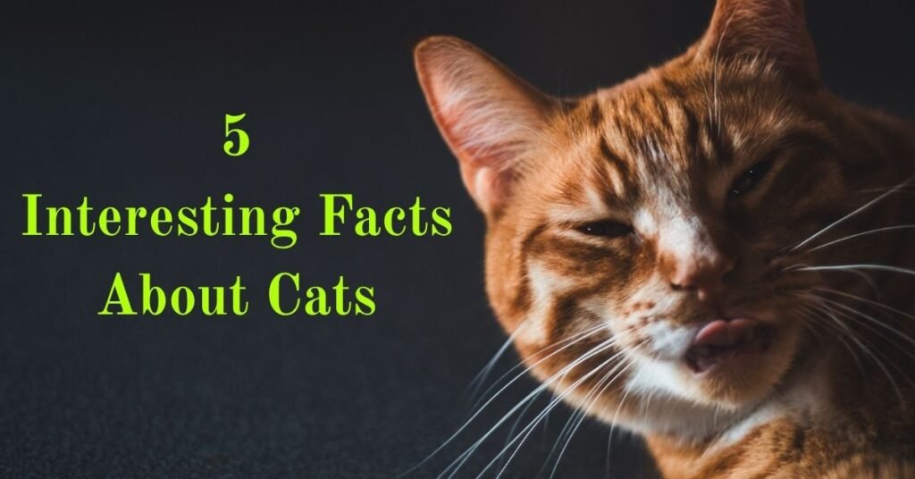 5 Interesting Facts About Cats