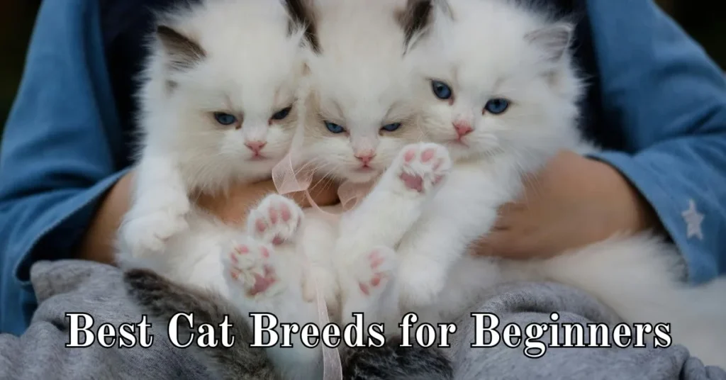 Best Cat Breeds for Beginners