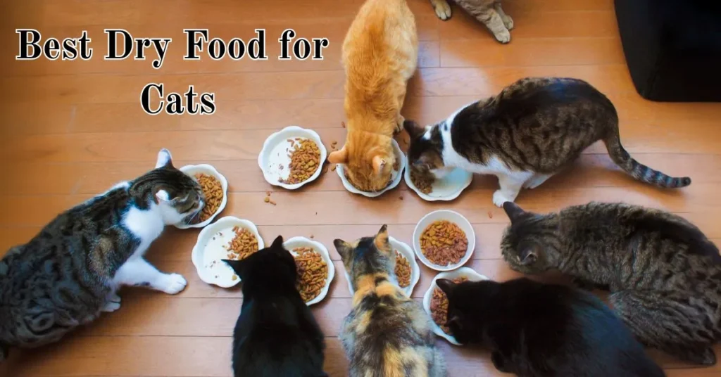 Best Dry Food for Cats