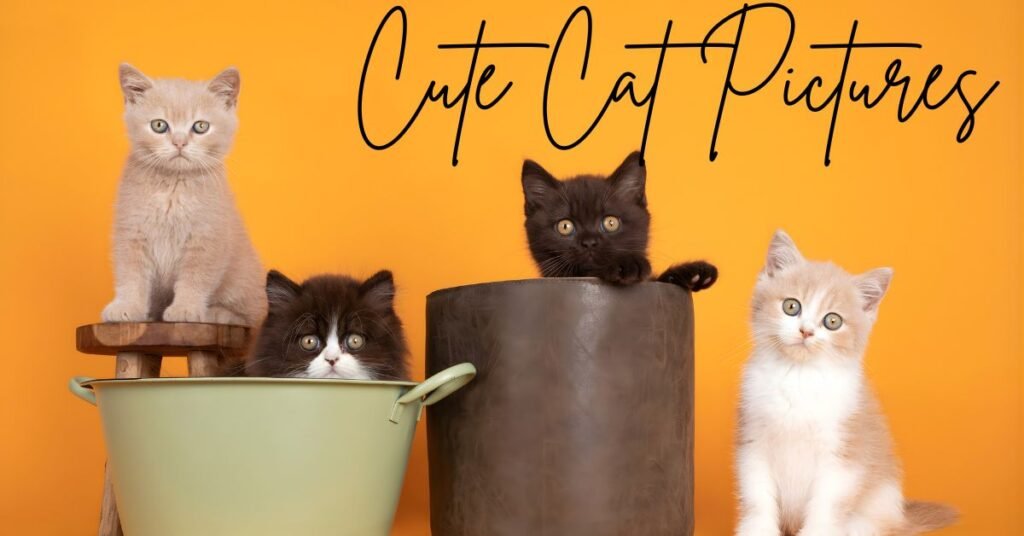 Cute Cat Pictures for DP HD Download