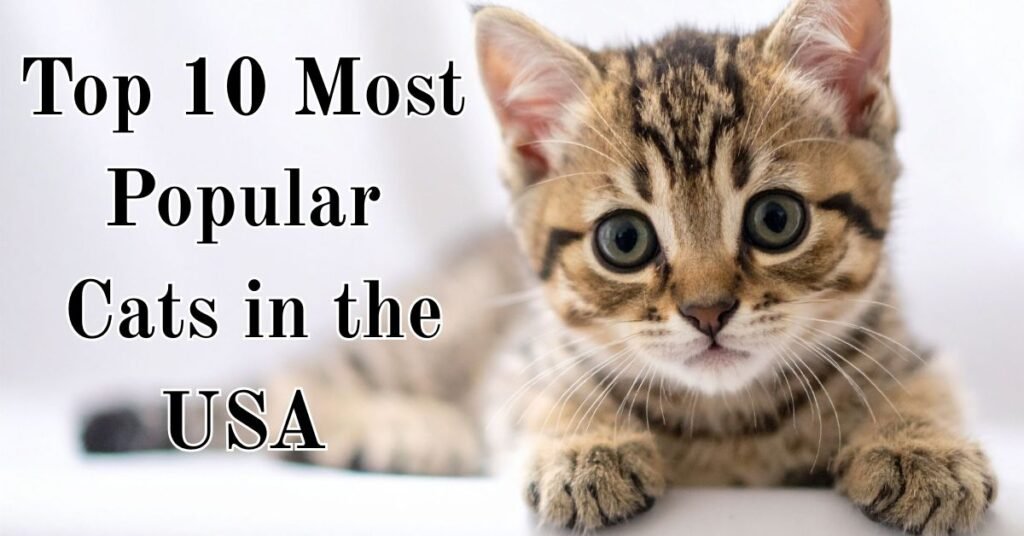 Top 10 Most Popular Cats in the USA