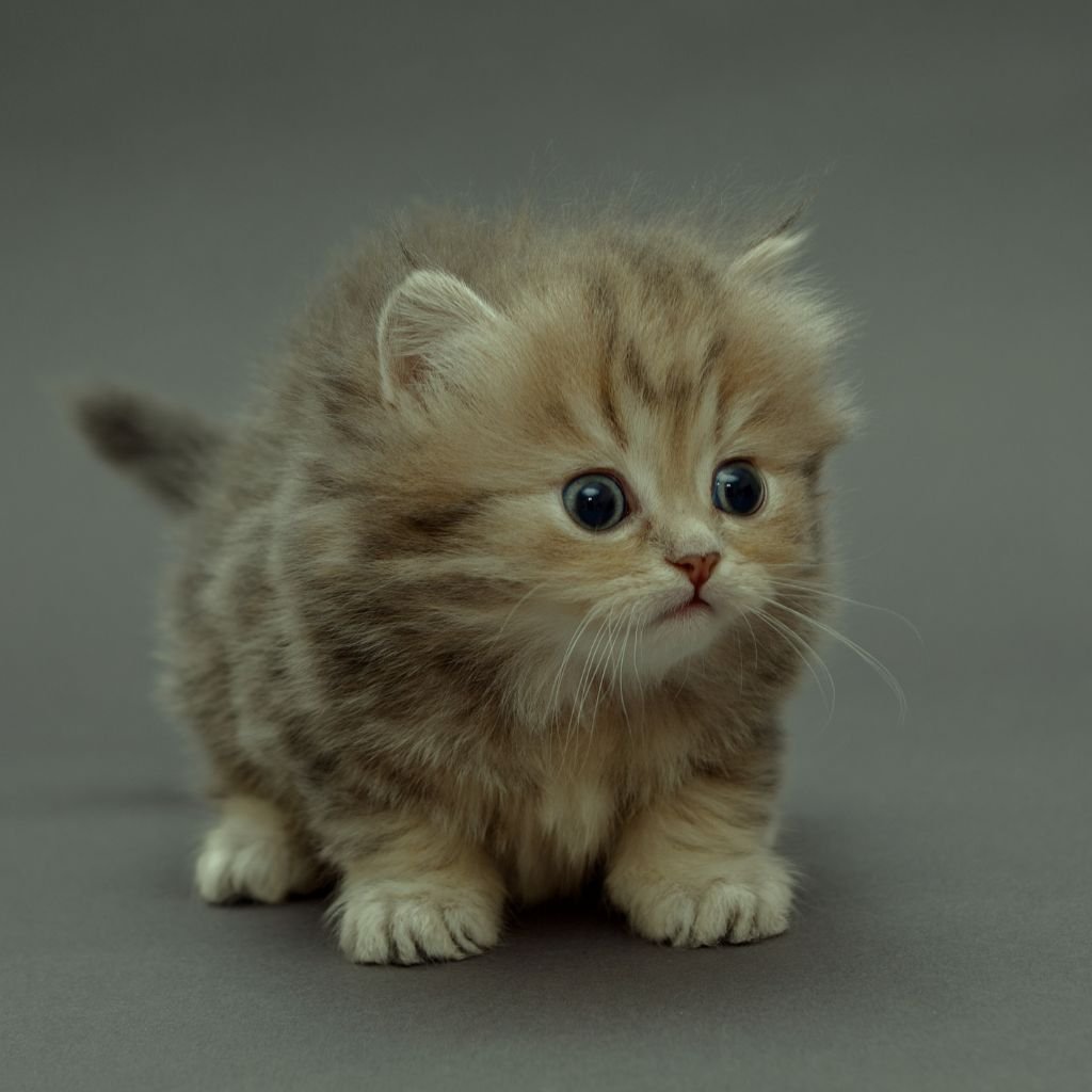 cute photos of cat wallpaper