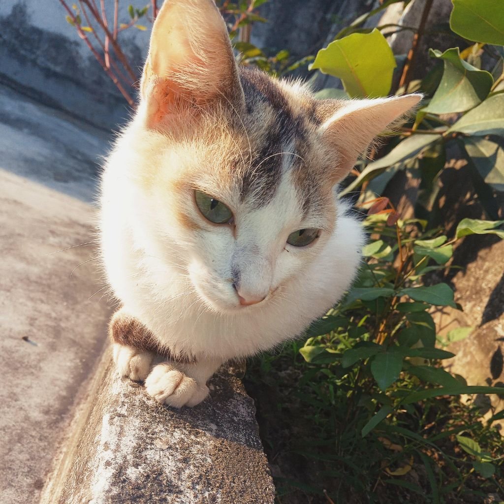 cute photos of cat wallpaper