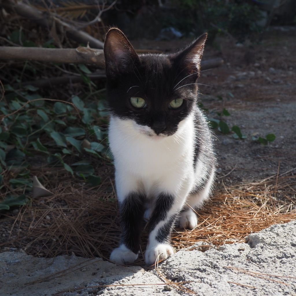 cute photos of cat wallpaper