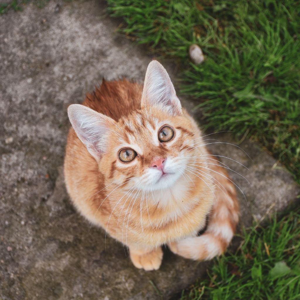 cute photos of cat wallpaper