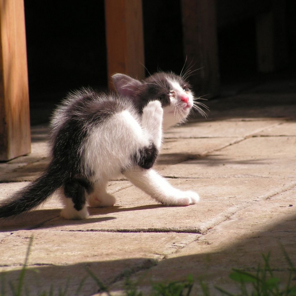 cute photos of cat wallpaper