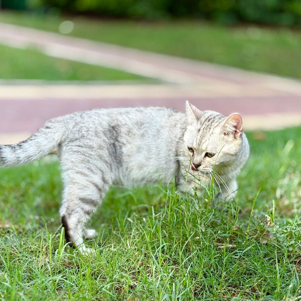 cute photos of cat wallpaper