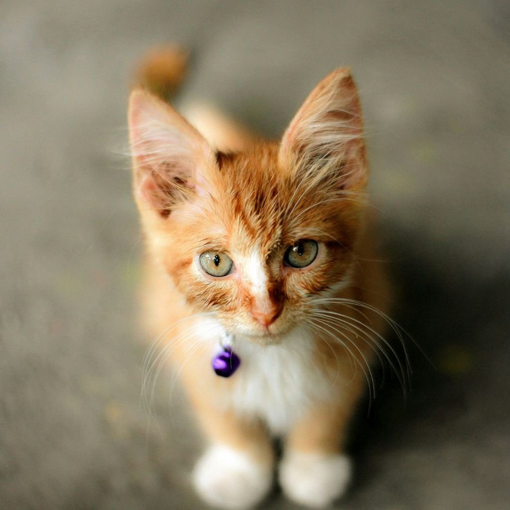 cat image cute Pic