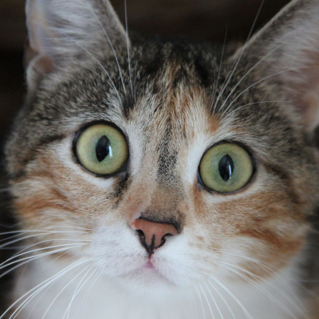 cat image cute Pic