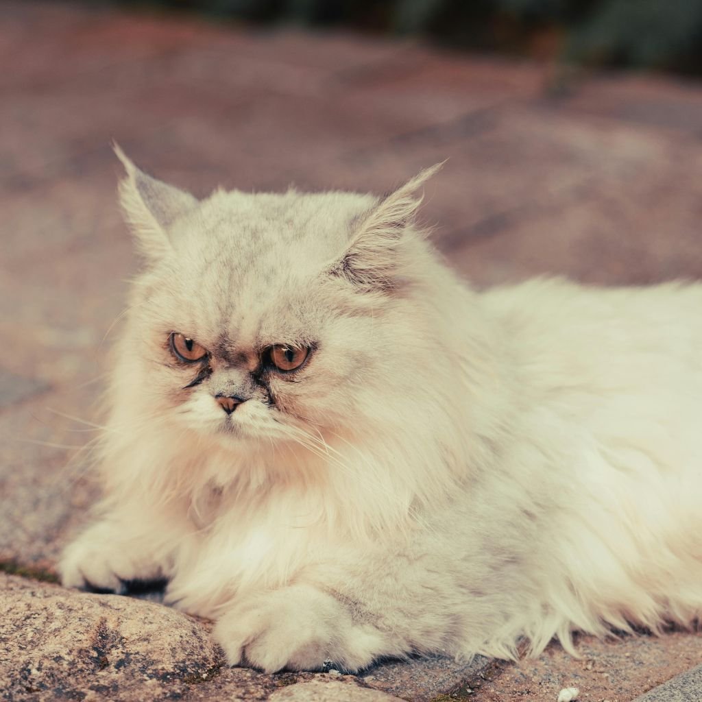 cat image cute Pic