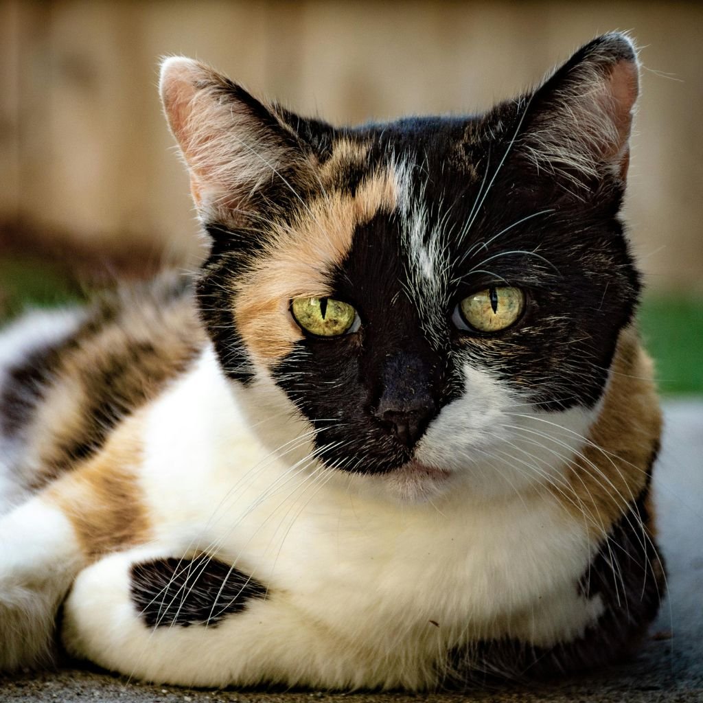 cat image cute Pic