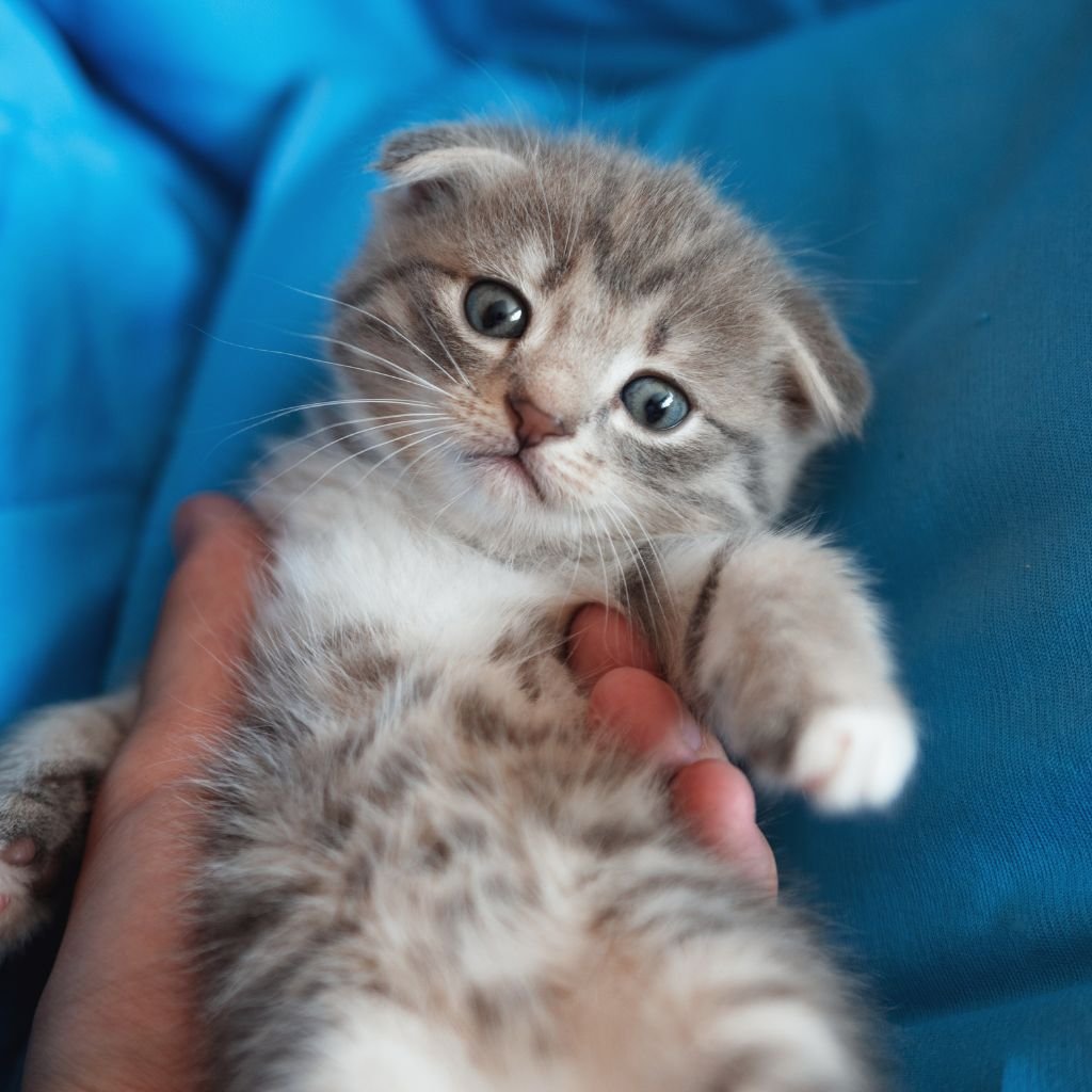 cute photos of cat wallpaper