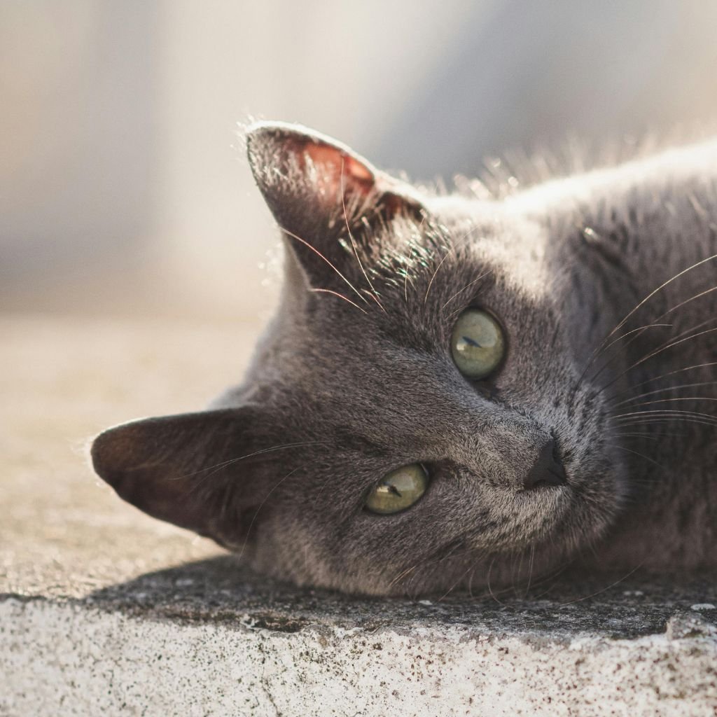 cat image cute Pic