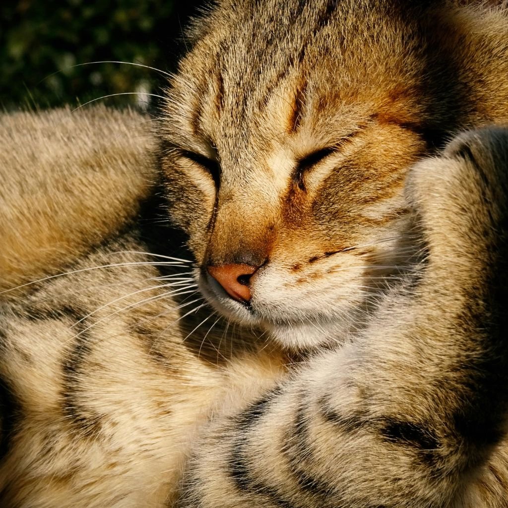 cat image cute Pic
