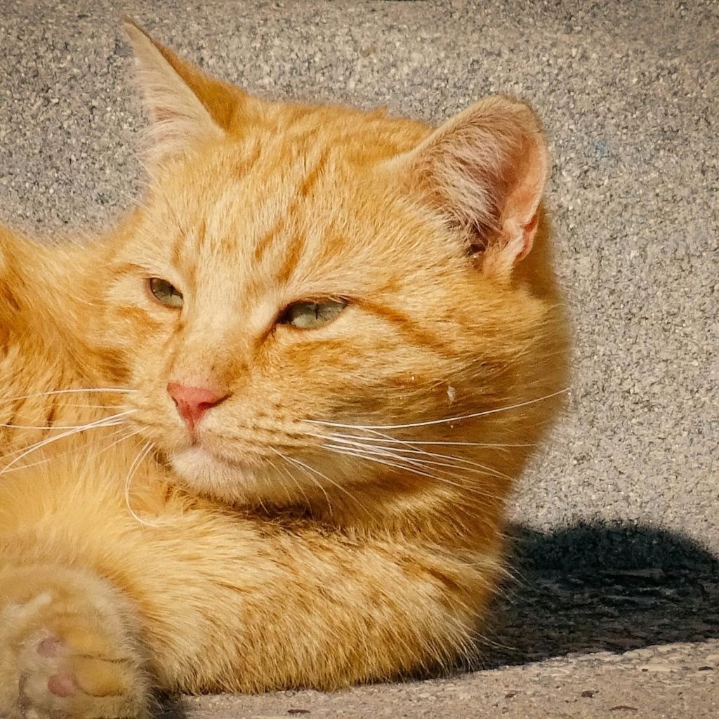 cat image cute Pic