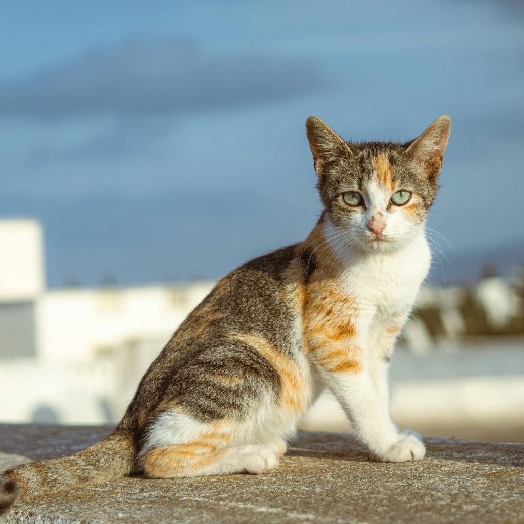 cat image cute Pic
