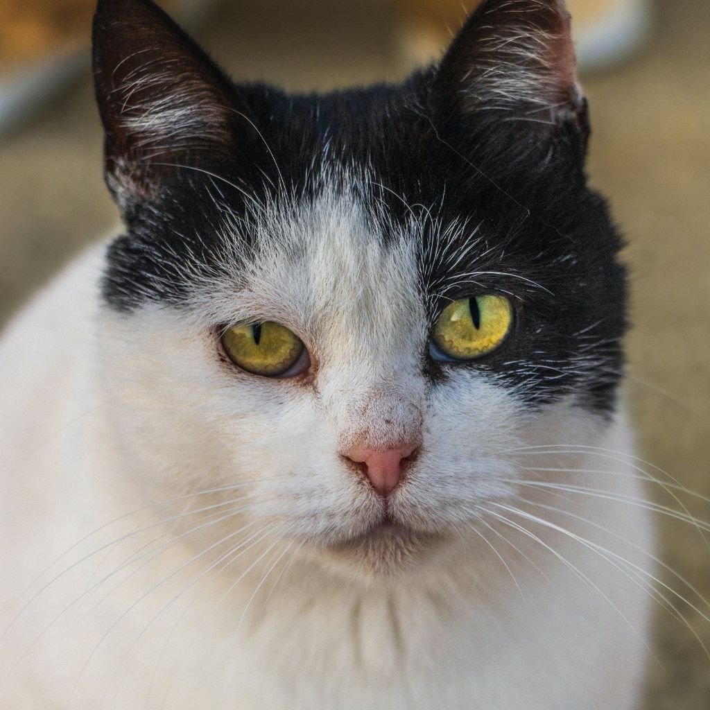 cat image cute Pic