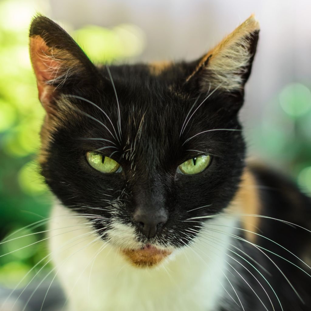 cat pictures cute