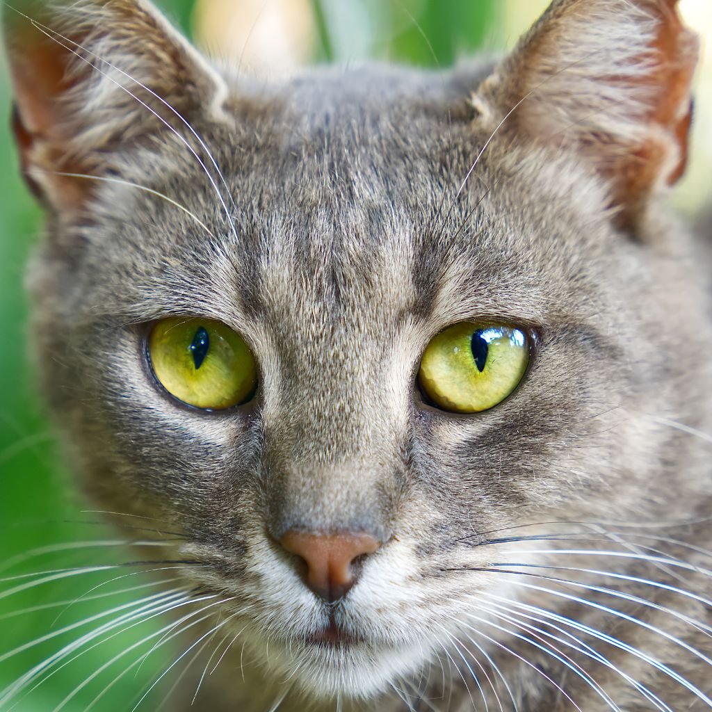 cat pictures cute