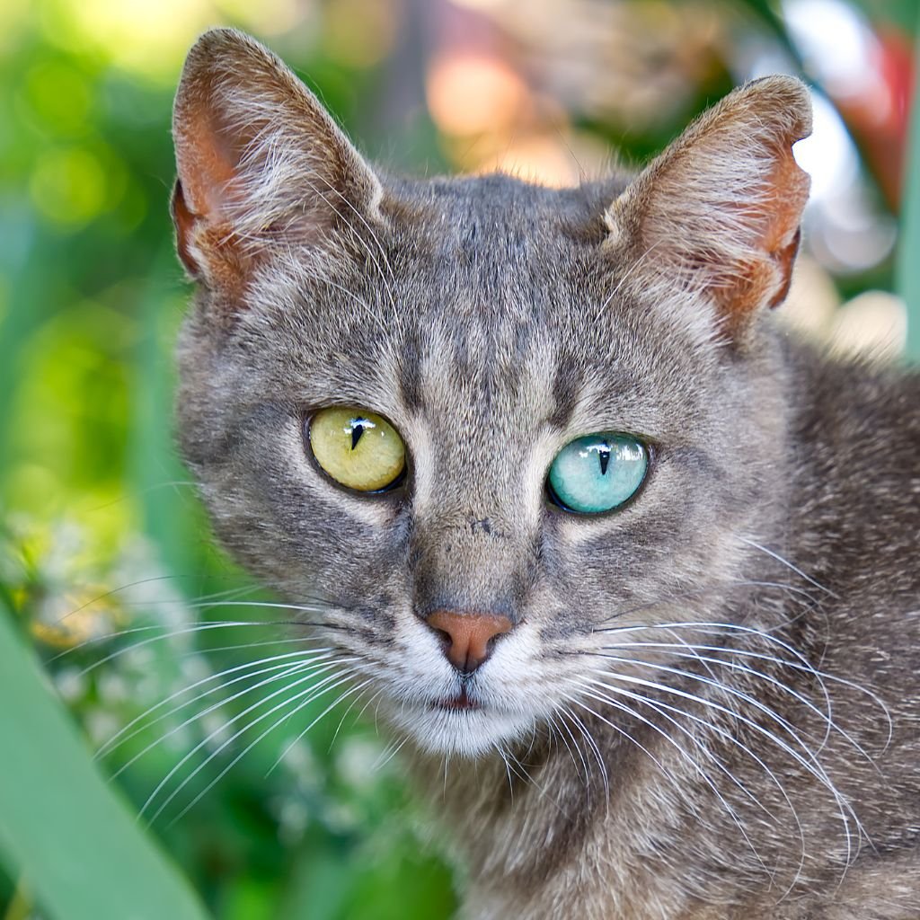 cat pictures cute