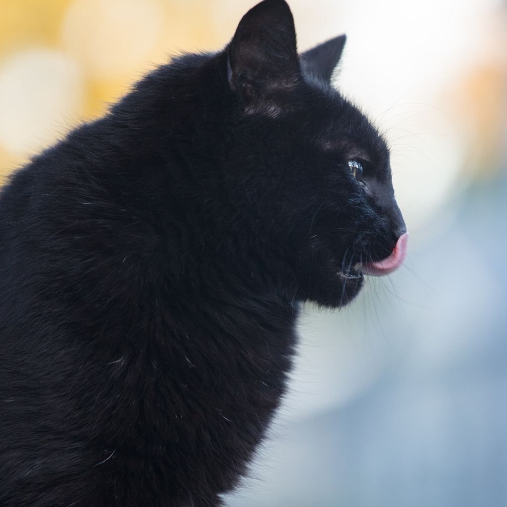 cat pictures cute