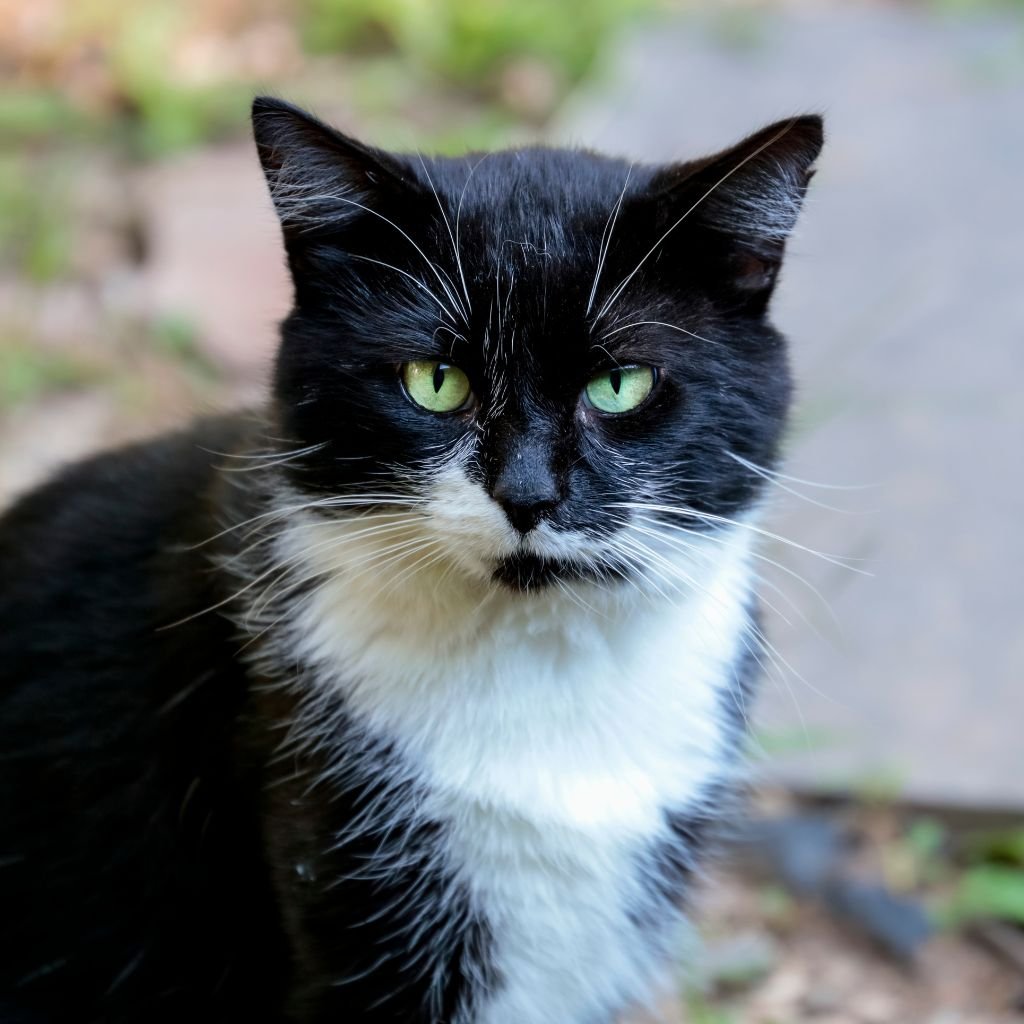 cat pictures cute