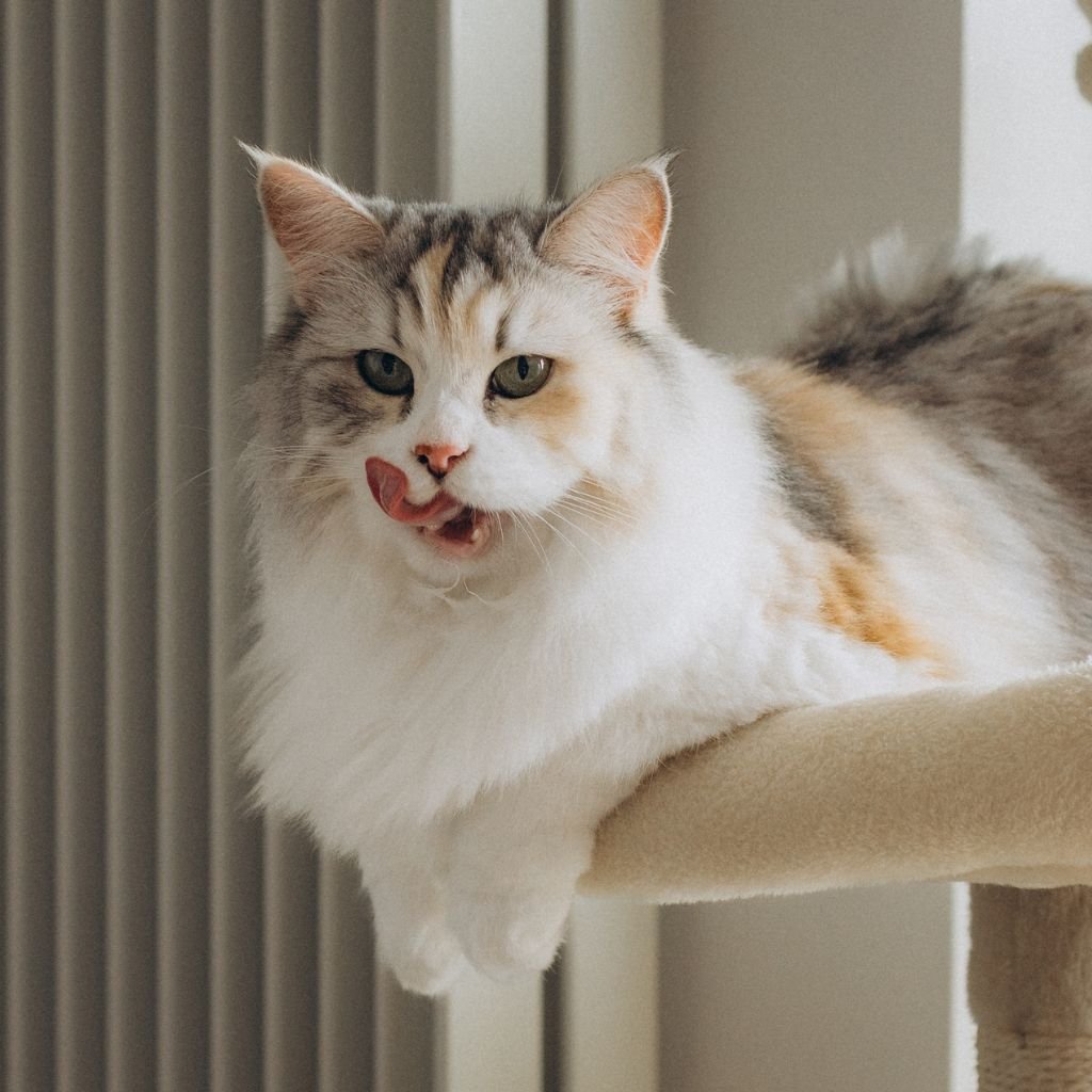 cute photos of cat wallpaper