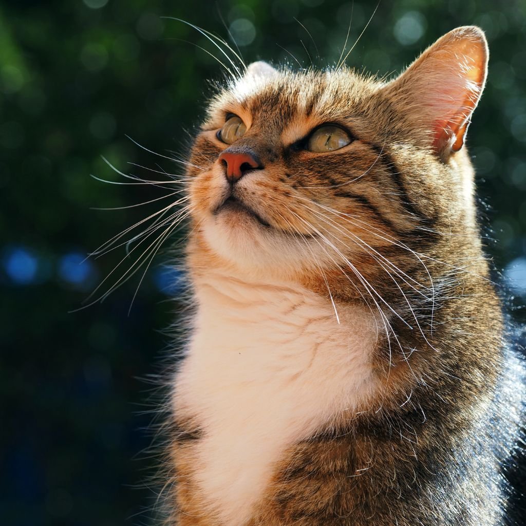 cat pictures cute