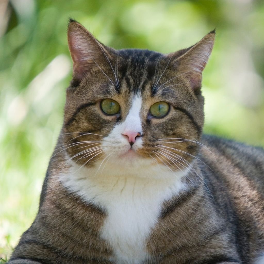 cat pictures cute