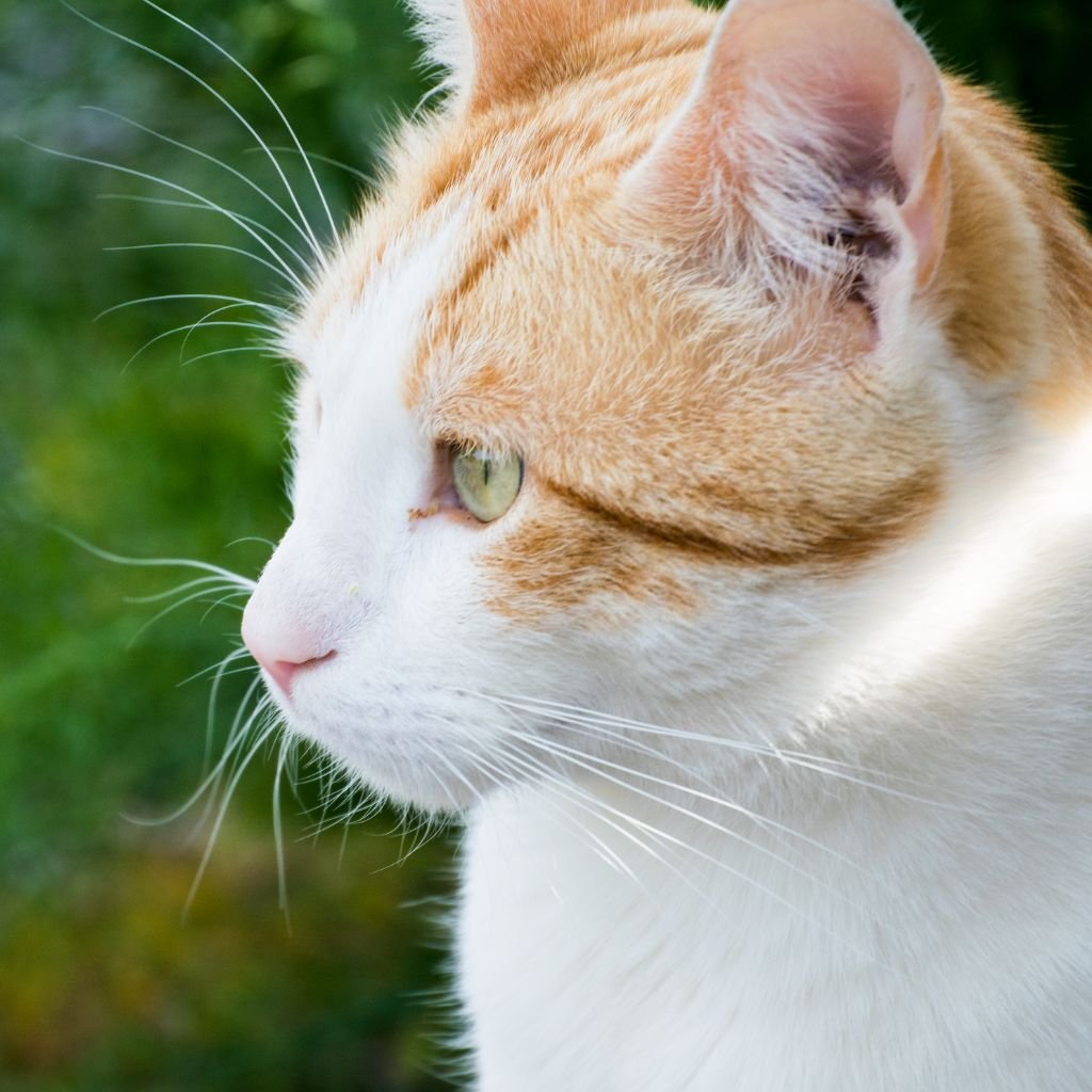 cat pictures cute