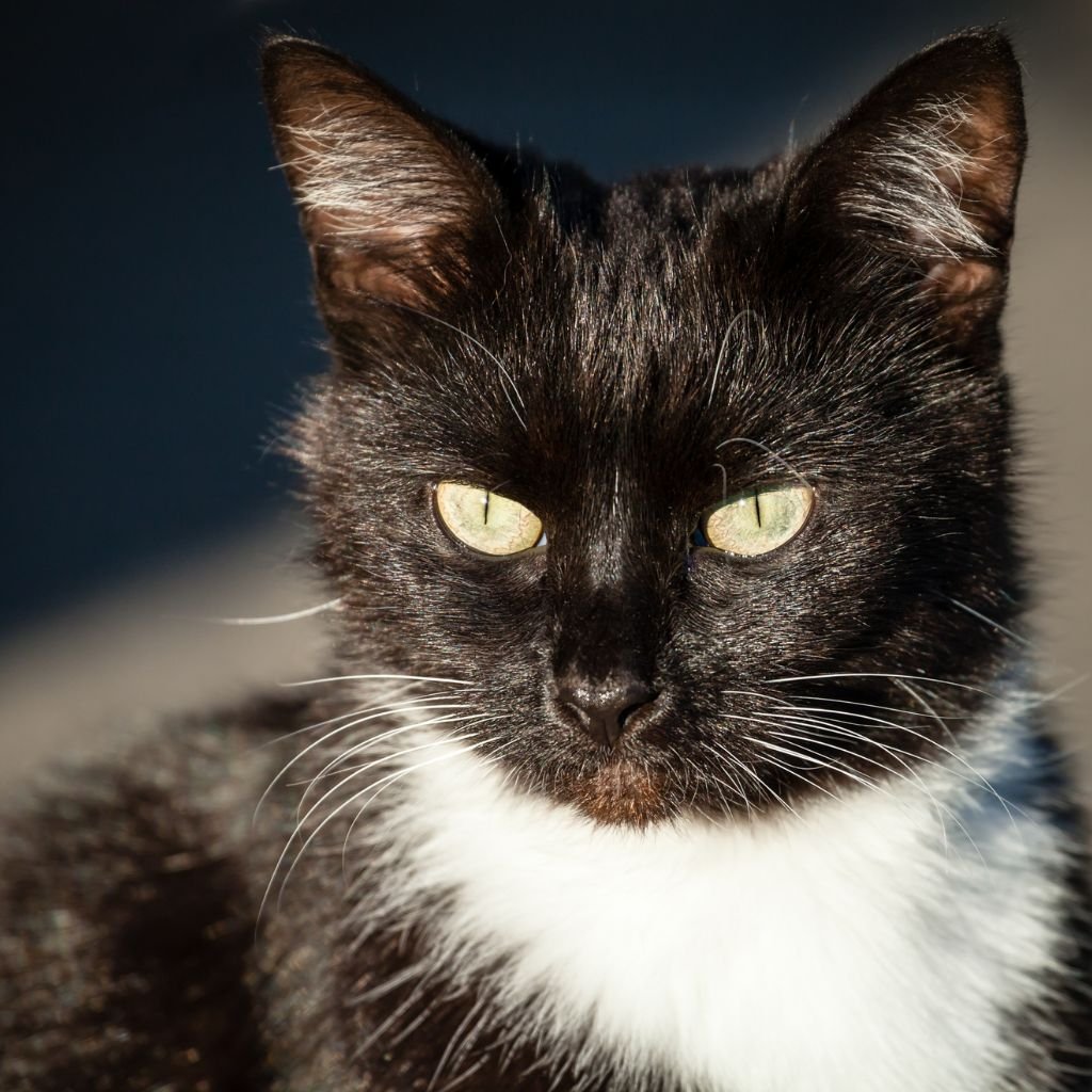 cat pictures cute