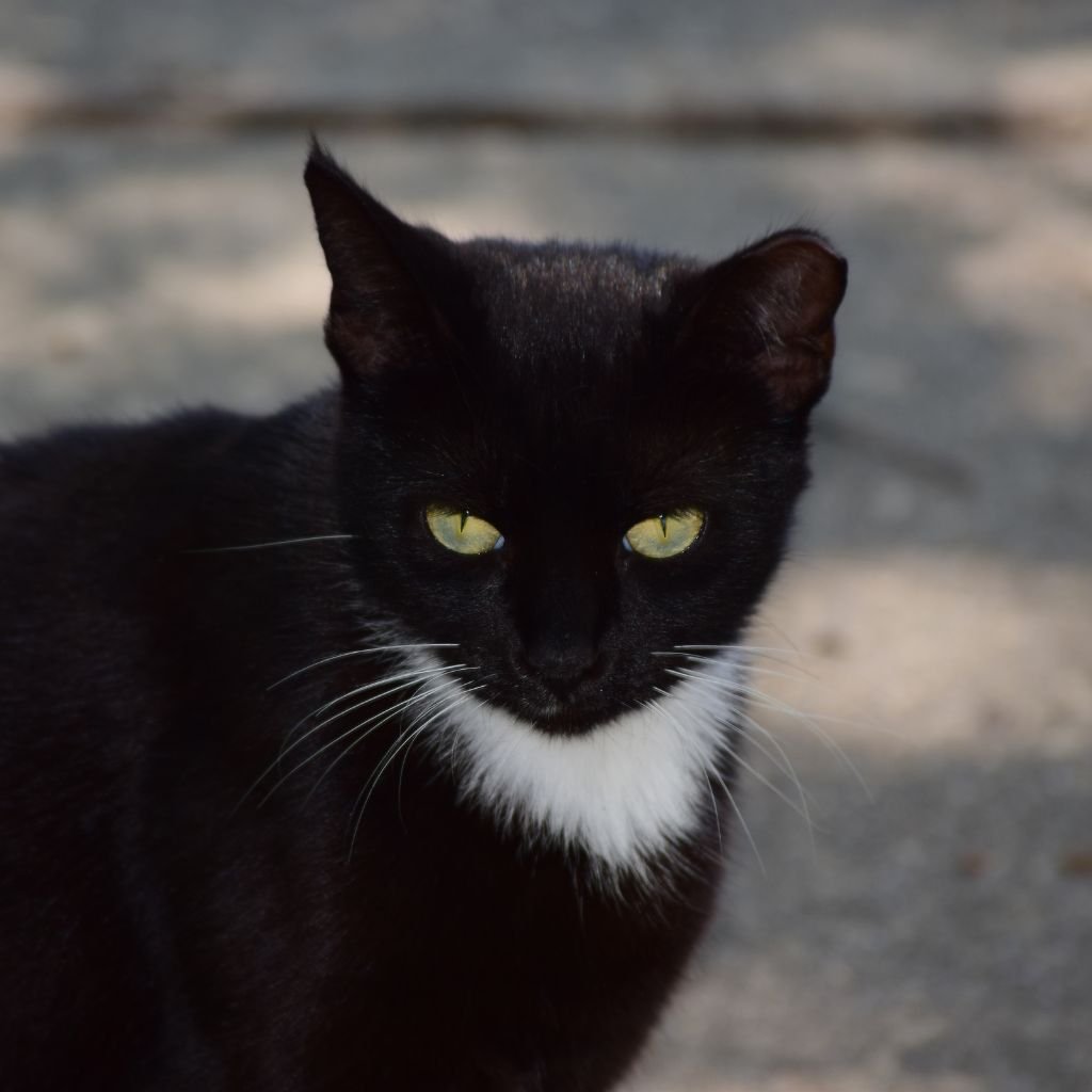 cats images cute