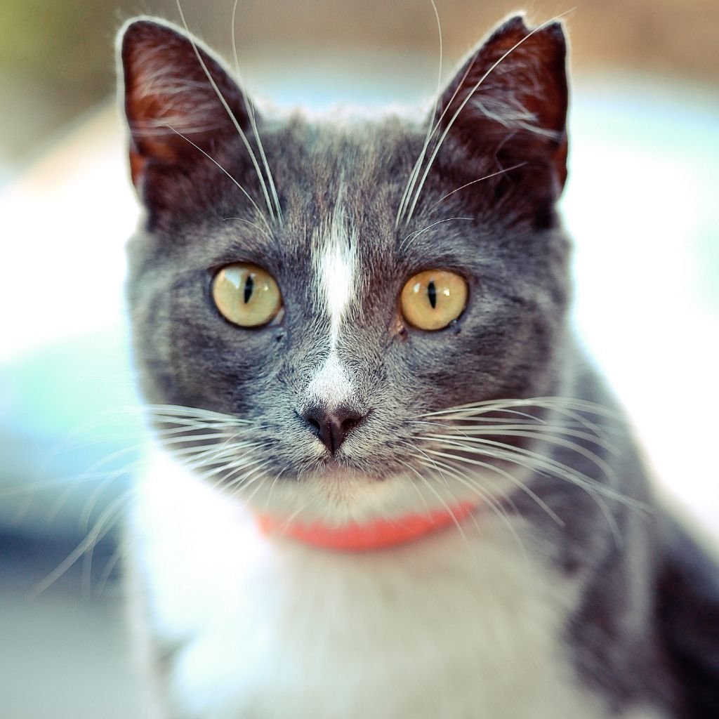 cats images cute