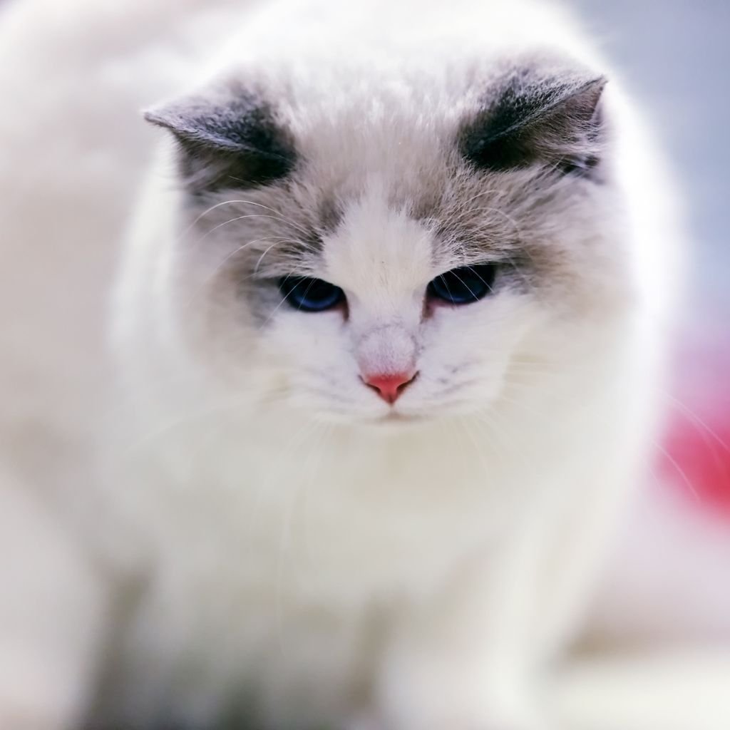 cats images cute