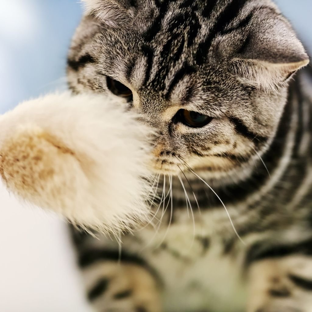 cats images cute