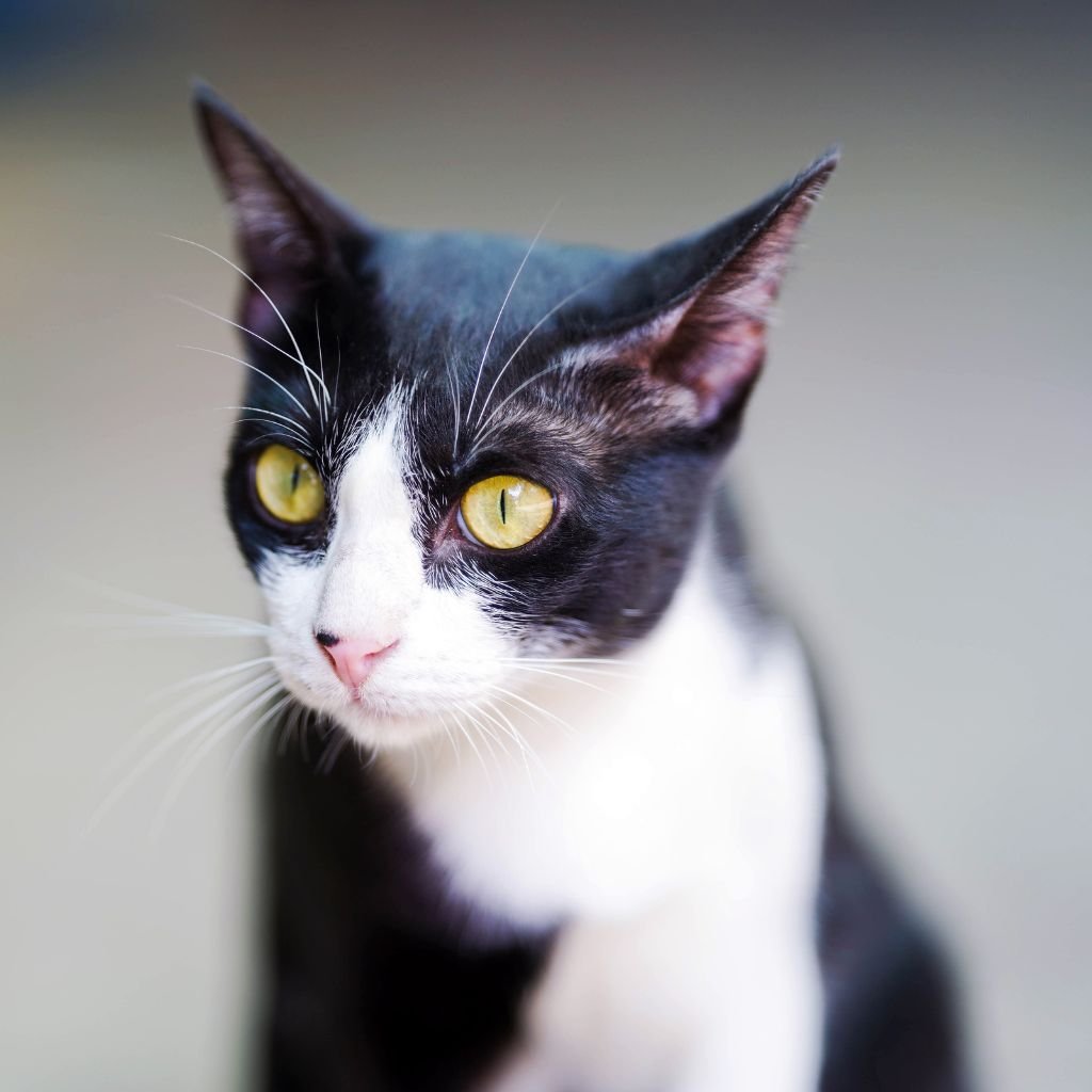 cats images cute