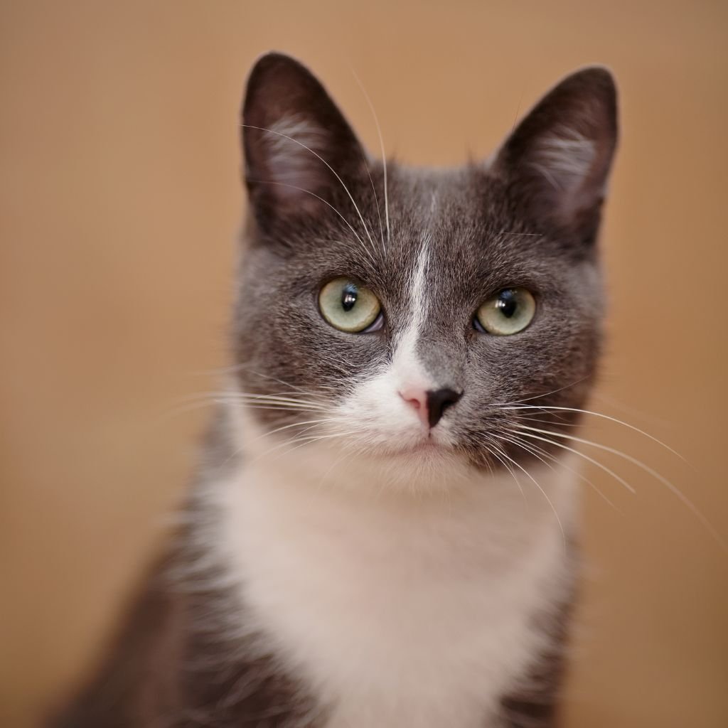 cats images cute