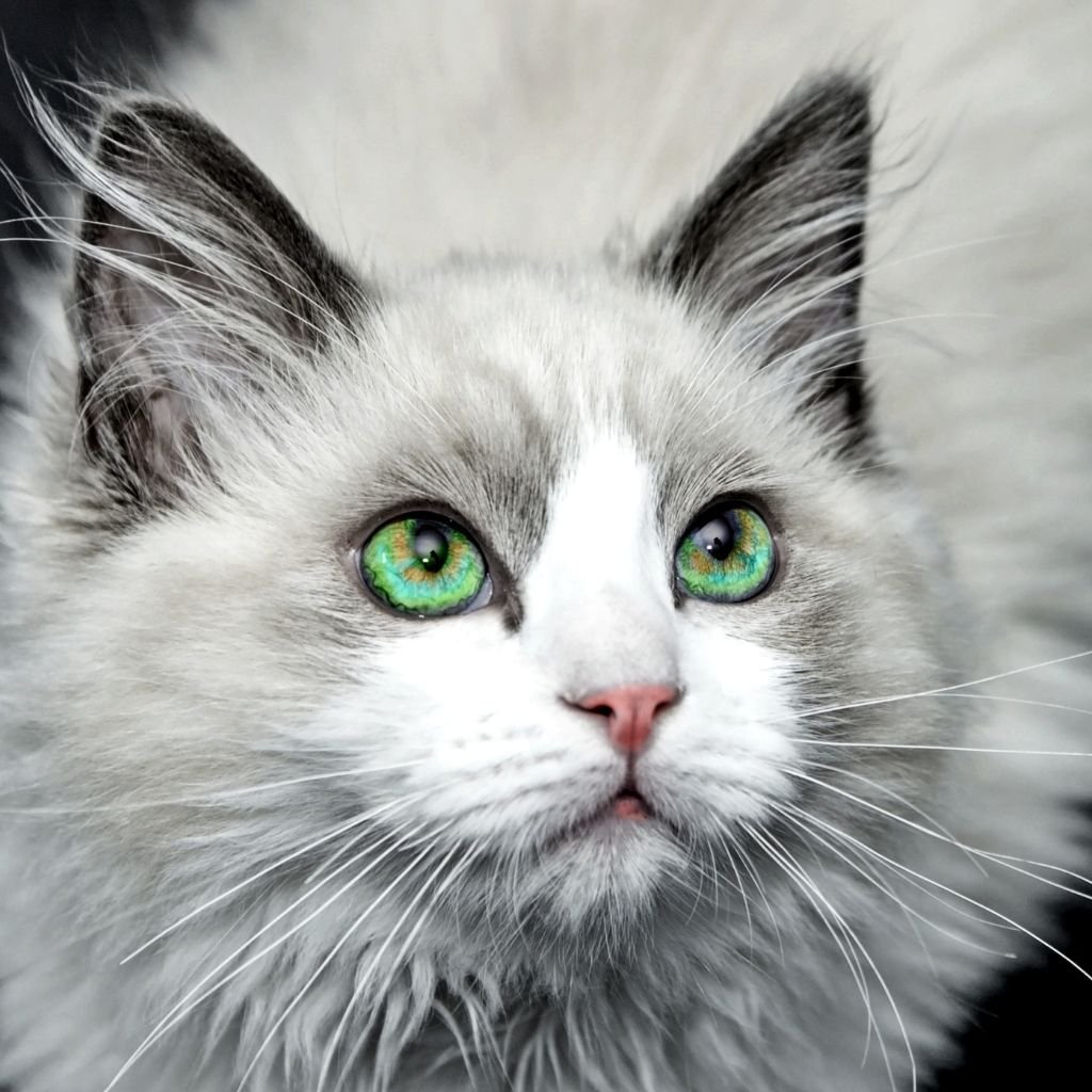 cute photos of cat wallpaper