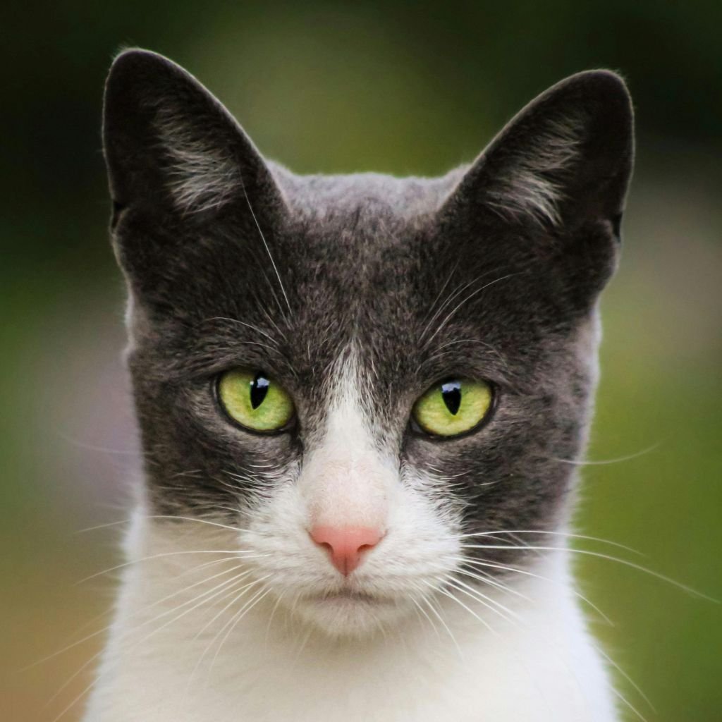 cute photos of cat wallpaper