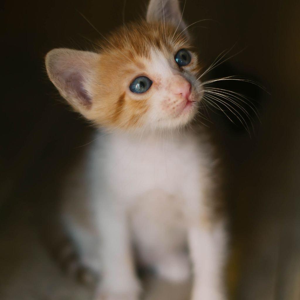 cute photos of cat wallpaper