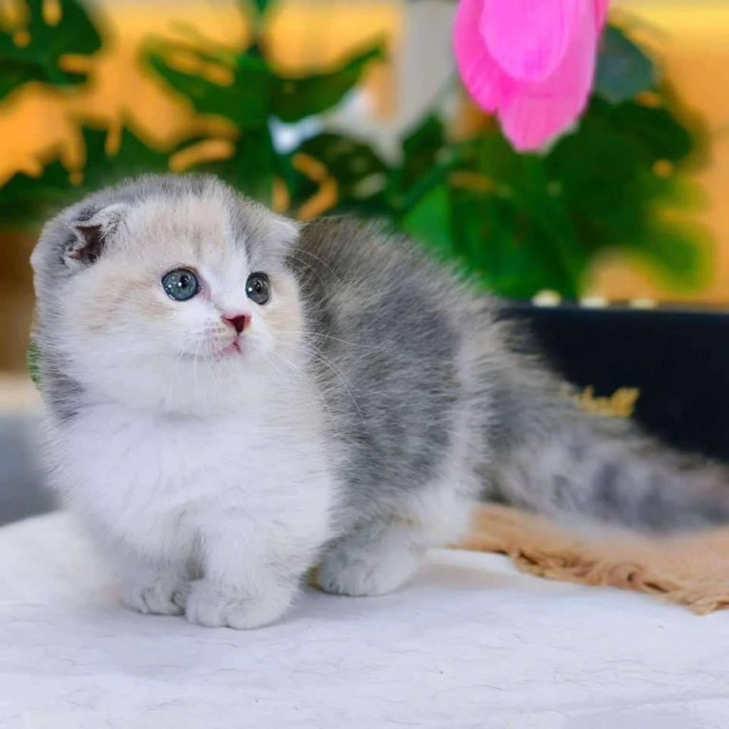 cute photos of cat wallpaper