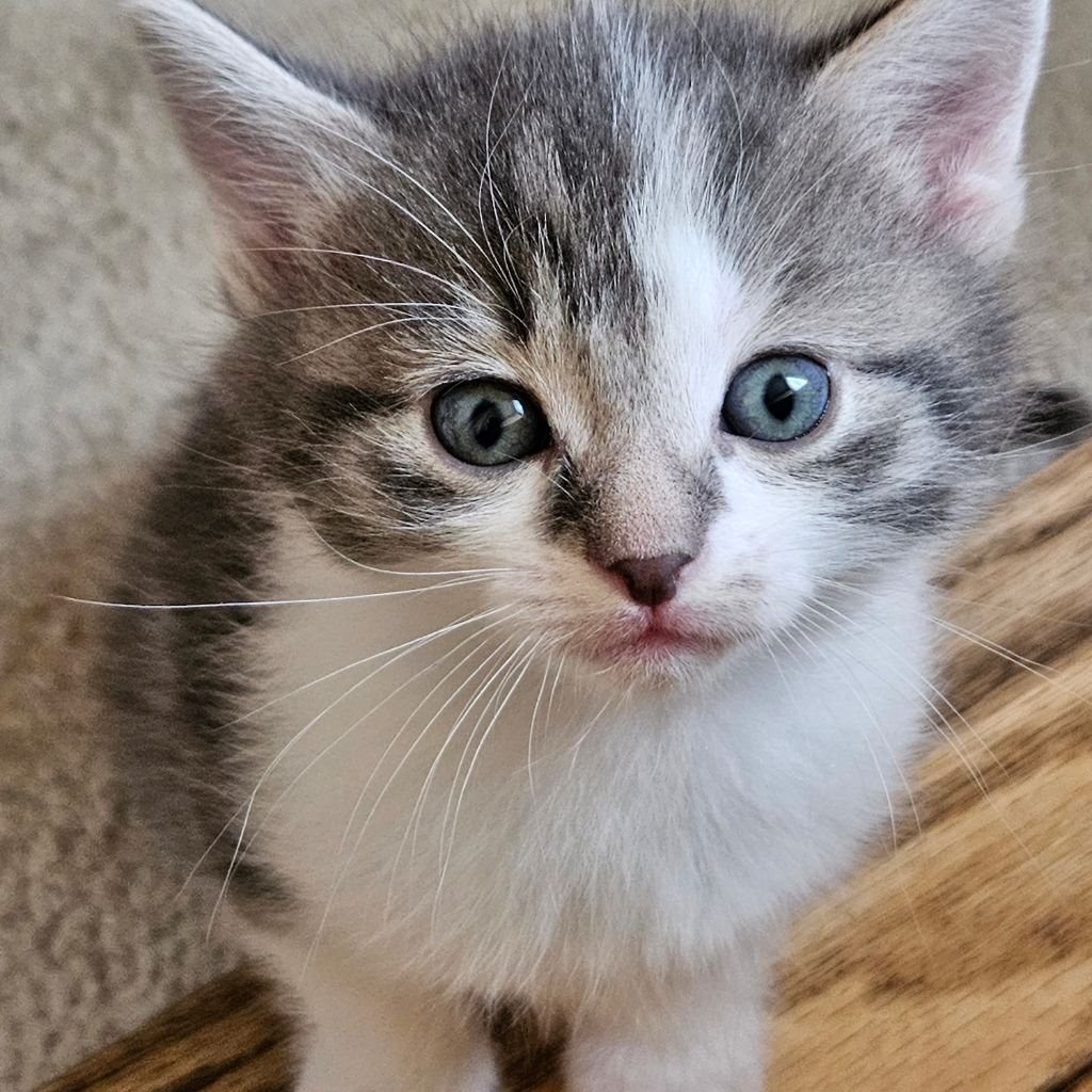 cute photos of cat wallpaper