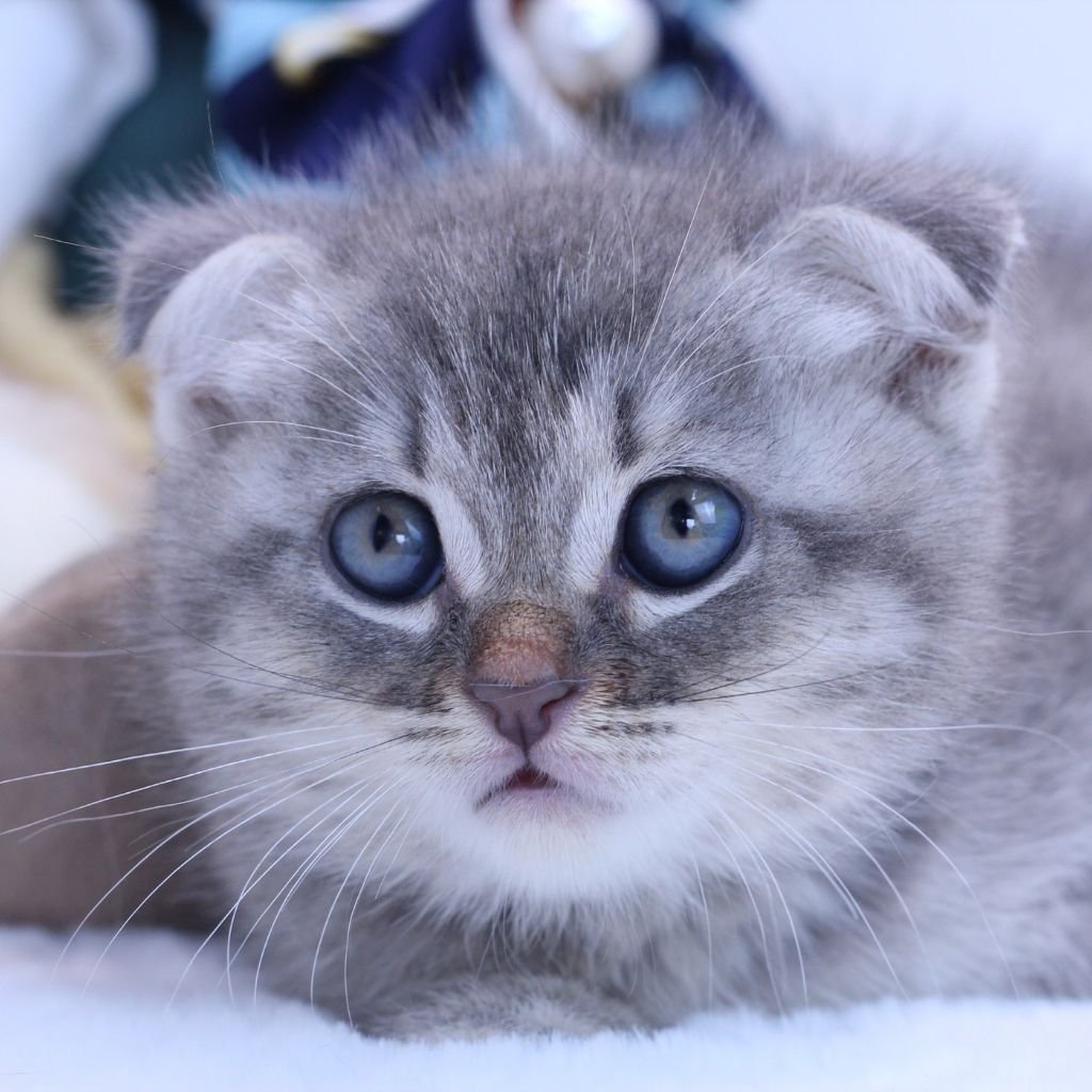 cute photos of cat wallpaper