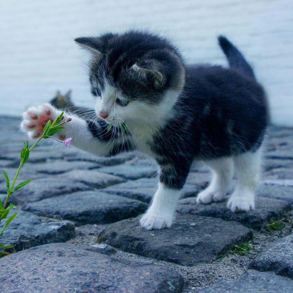 cute photos of cat wallpaper